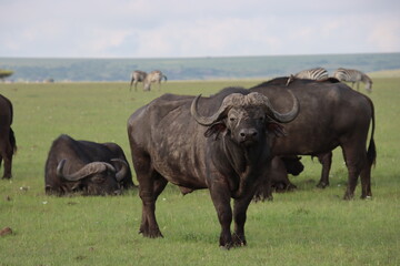 Kenya - water buffalo 2