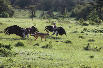 Kenya - coyote and vultures
