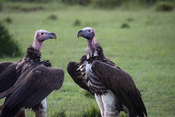 Kenya - vultures