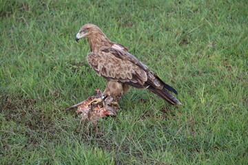Kenya - hawk