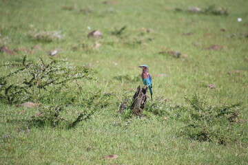 Kenya - bird 
