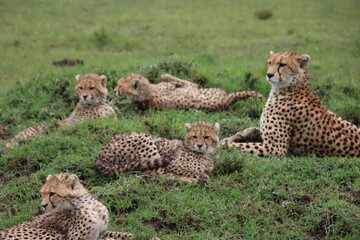 Kenya - cheetah herd