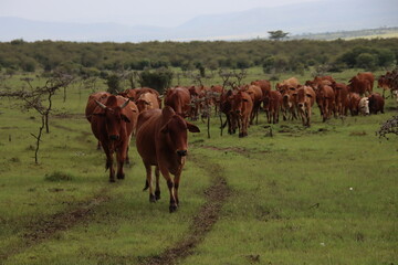 Kenya - cattle herd