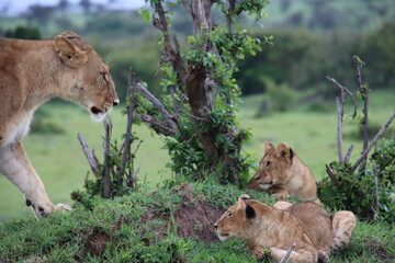 Kenya - lion and cubs