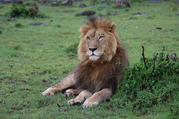 Kenya - male lion