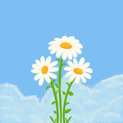 daisy flowers with their vibrant white petals and sunny yellow centers, evoke a sense of Simplicity and natural beauty and white cloud againts the blue sky creates a serene and Picturesque scene