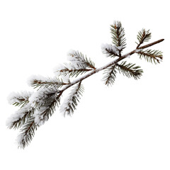 pine branch with snow