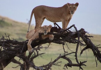 Kenya - lion