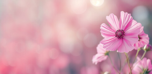 Pink Cosmos flower close up against blurred background in summer garden, Cosmos is annual flower...