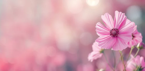 Pink Cosmos flower close up against blurred background in summer garden, Cosmos is annual flower from the daisy family. Place for text © evgenia_lo