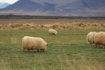 Obraz premium Beautiful Scenry Places in Iceland