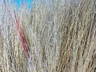 reed in the wind
