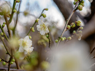 開きはじめた白梅の花