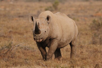 white rhino walking in the grass
