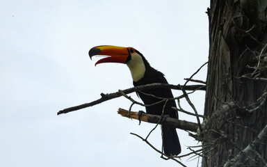 toucan on a branch
