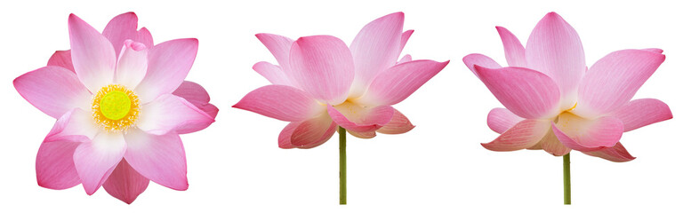 Obraz premium Collection of beautiful pink lotus flower on isolated background. Tropical water plant concept