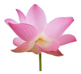 Beautiful pink lotus flower on isolated background. Tropical water plant concept