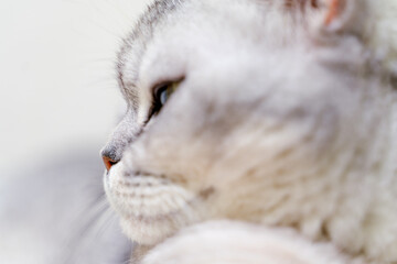 Close-up of a cat's muzzle. Scottish cat with green eyes.
