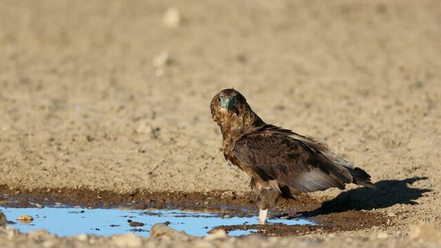A young bateleur eagle (Terathopius ecaudatus) at a waterhole, Kalahari desert, South Africa