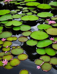 water lilies in the pond