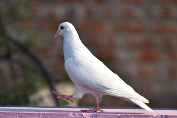 dove on the stone