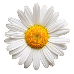 daisy isolated on white