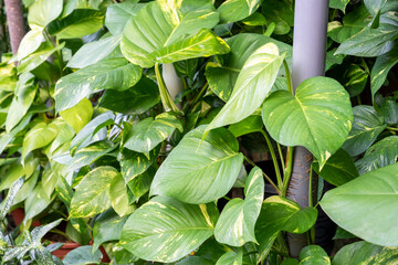 Obraz premium Epipremnum Aureum Giant Golden Pothos foliage of tropical plant