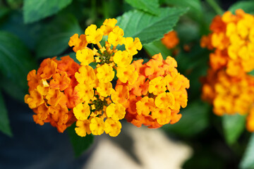 Close up of yellow Lantana Camara flower