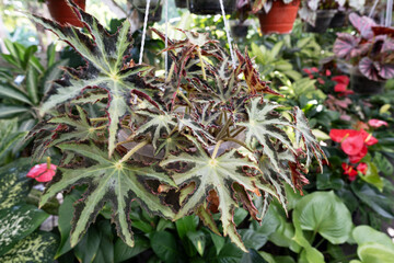 Close up of Begonia Star Shaped Heracleifolia Nigricans palmate leave