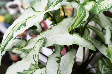 Close up of Syngonium Podophyllum Three Kings leaves