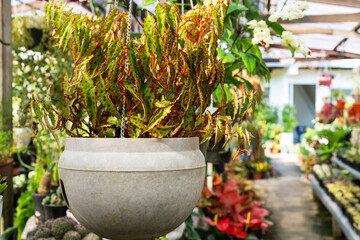 Begonia Borneo Amphioxus, Butterfly, Pink Spotted Begonia in a pot