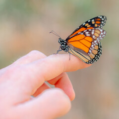 Monarch Butterfly, Resting, Hand, Perched, Human Hand, Close Encounter, Interaction