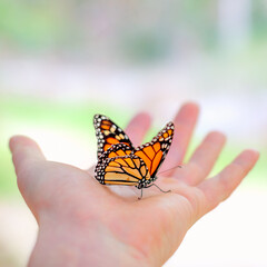 Monarch Butterfly, Resting, Hand, Perched, Human Hand, Close Encounter, Interaction