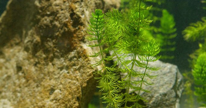 Close up view of coontail and rocks in aquarium