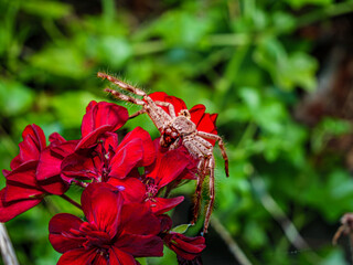  Brown Huntsman Spider On Geranium