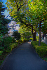 It's a quiet time on the wooden path.