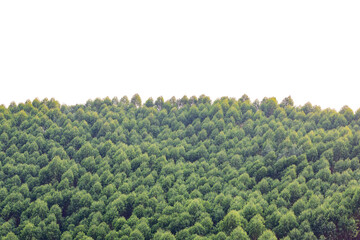 A cap of green broad-leaved forest isolated on white background.