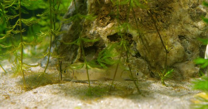 Juvenile carps swim above ground in aquarium hidden in hornworts
