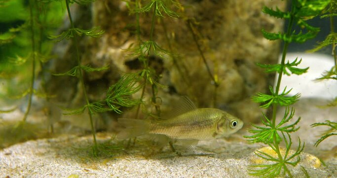 Close up view of juvenile silver crucian carp swim through hornworts