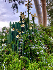 Blooming Cacti in the Desert 