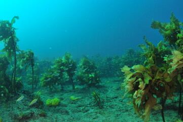 School of hardly visible juvenile fish swimming among stalked kelp Ecklonia radiata. Location: Leigh New Zealand