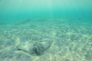 New Zealand eagle ray digging in sandy sea bed in shallow water in evening light. Location: Leigh New Zealand