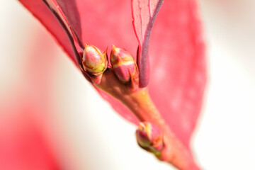 ブルーベリーの蕾と紅葉