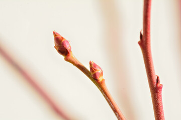 ブルーベリーの蕾と紅葉