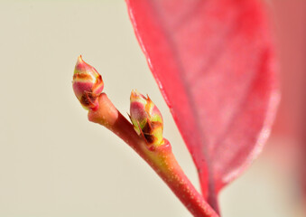 ブルーベリーの蕾と紅葉