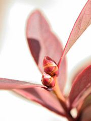 ブルーベリーの蕾と紅葉