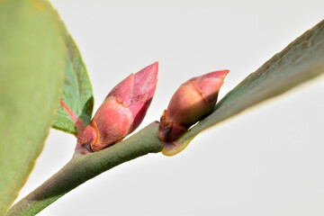 ブルーベリーの蕾と紅葉