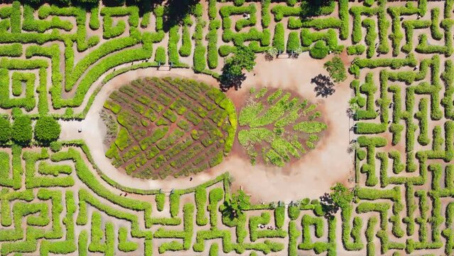 Vertical shot sunny summer day tourist attraction landmark with people looking for way out of green maze in Pineapple shape. Aerial view of scenic huge Pineapple green maze field Oahu Hawaii Island 4K