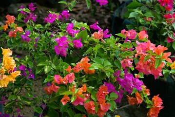 Fototapeta na wymiar Colorful bougainville flower in the garden