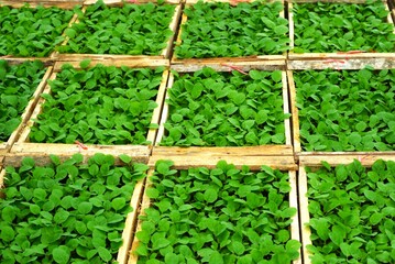 vegetable seedlings on the tray, agricultural concept image